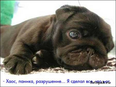 животные 032