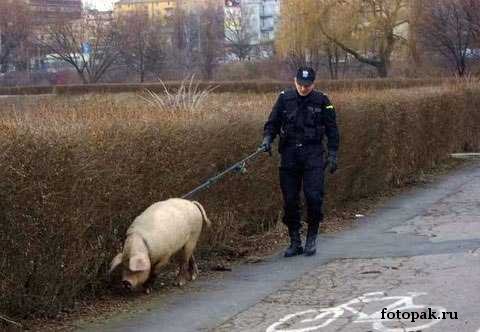 Служба 062