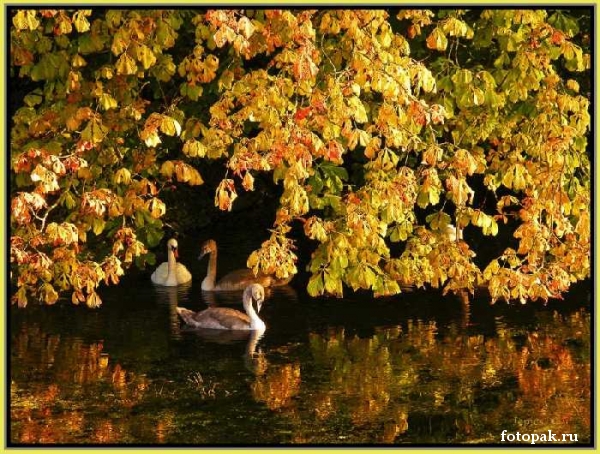 Природа 065
